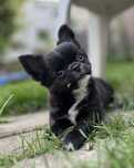Chihuahua suczka ZKwP/FCI