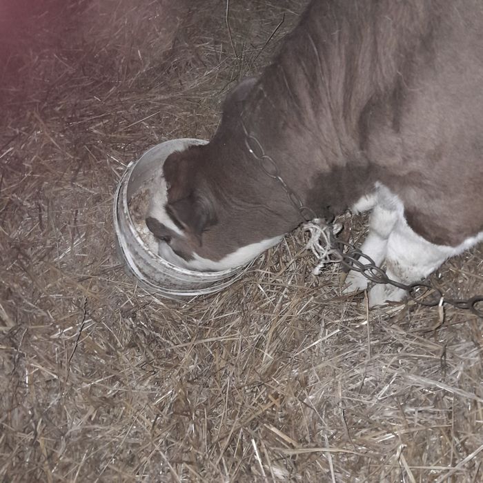 Продам теличку на корову.