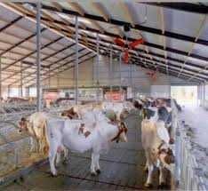 Wentylator oborowy Multifan - mieszacz powietrza koszowy