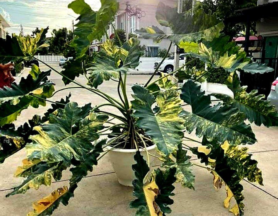 Филодендрон Philodendron Williamsii variegated Сингониум Монстера