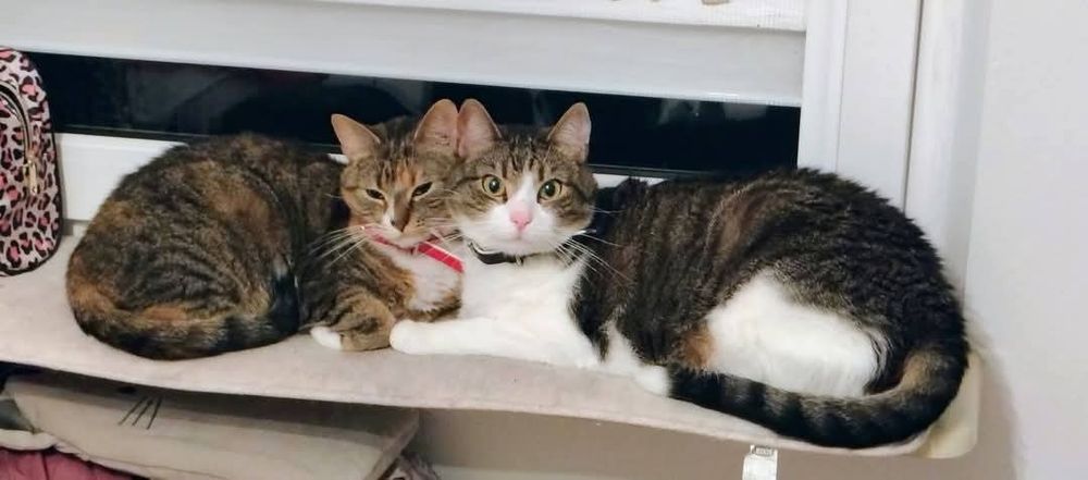 ZAGINĘŁA KOTKA – RUBI  dla znalazcy 1000 zł