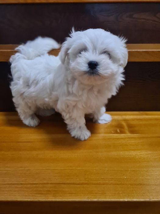 Maltańczyk szczeniak już do odbioru