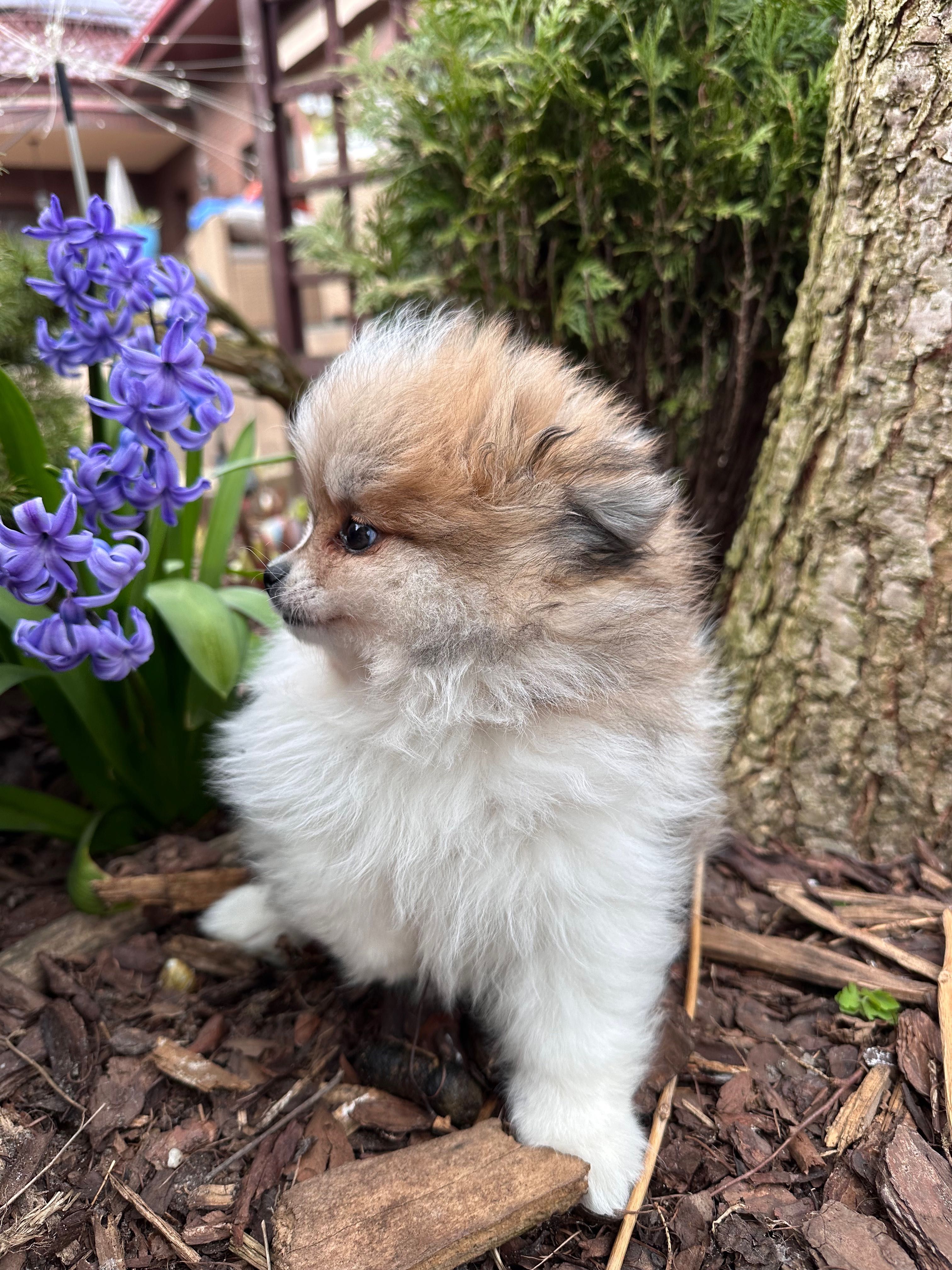 Cudo! Pomeranian FCI z wyjątkowym kolorem!