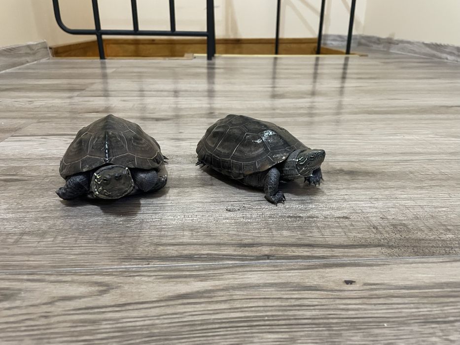 Dwa żółwie wodne z akwarium i wyposażeniem.