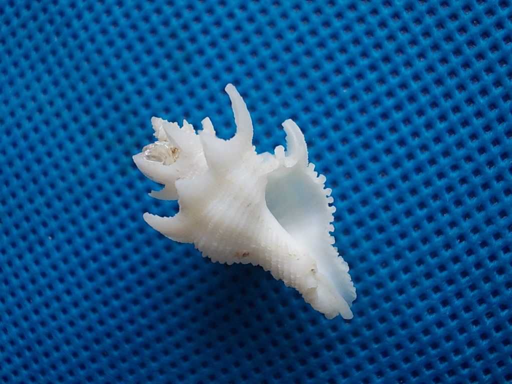 Muszle morskie- Babelomurex japonicus