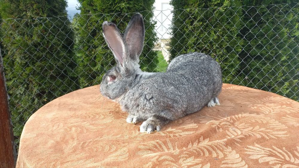 Самці породи шиншила