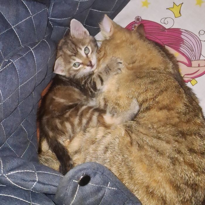 Кошеня дівчинка 1,5 місяця