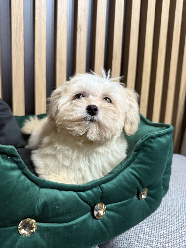 Maltipoo F1 GOTOWE DO ODBIORU tata pudel toy, mama maltańczyk