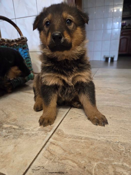 Małe mieszane owczarki niemieckie