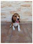 Sprzedam Psa Rasy Beagle Tricolor