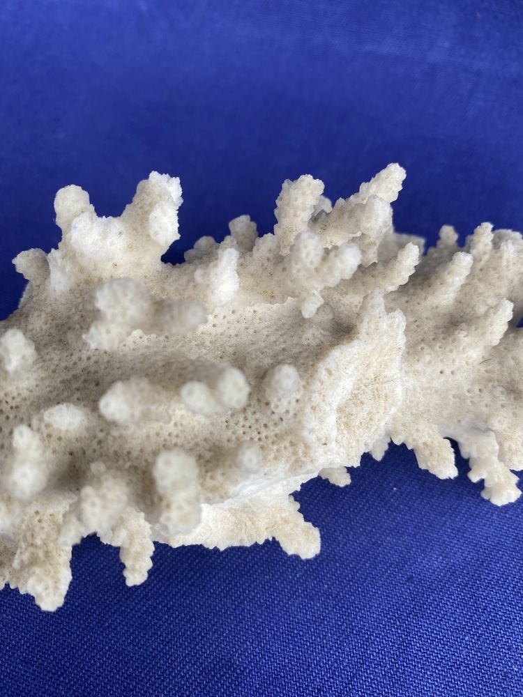 Ramo de Coral Branco - Acropora Florida