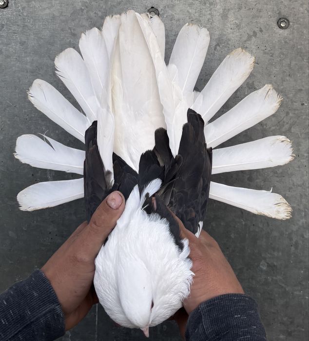 Sprzedam orliki szariki