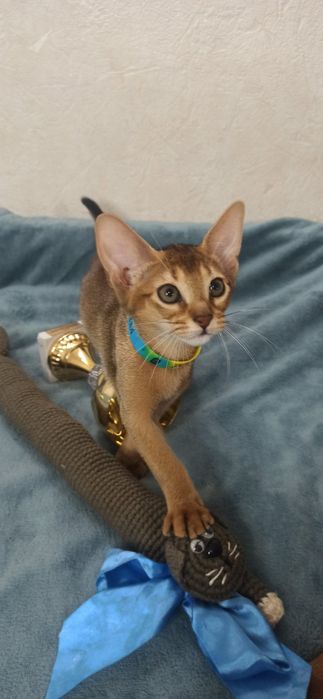 Абиссинские котята от питомника BURLESK UA