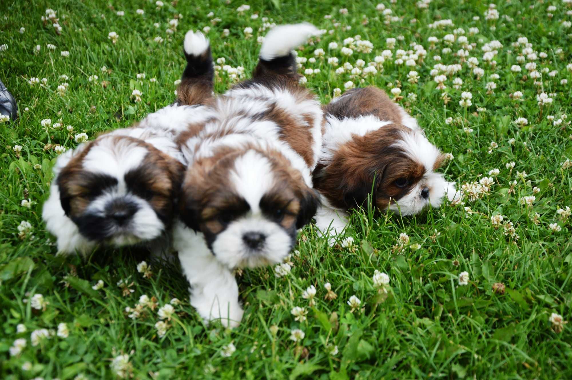 Shih-tzu piesek wychowany