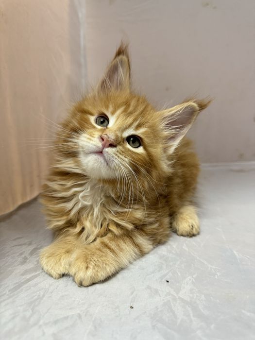 Мейн Кун воротниковый