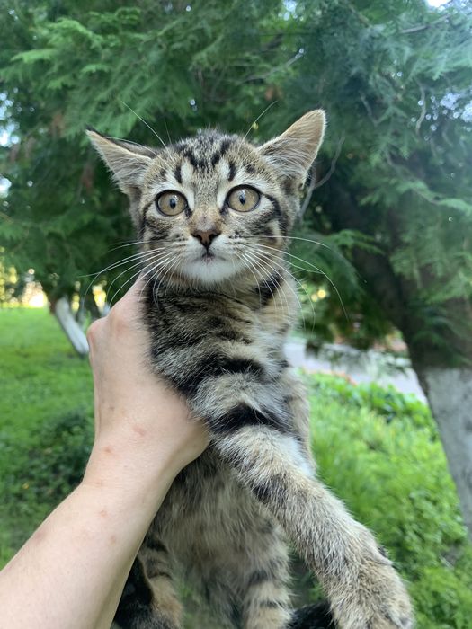 Кошеня-дівчинка в люблячі ручки!