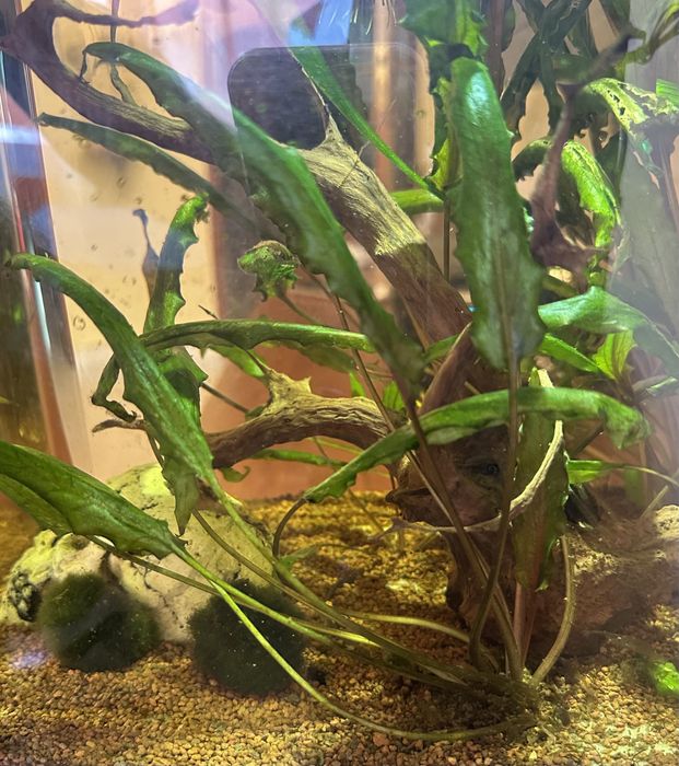 Plantas Cryptocoryne Wendtii Green, quantidade generosa! Só 2€