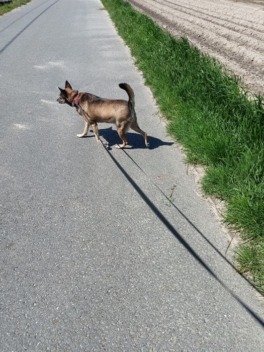 Hotel dla psów KARO