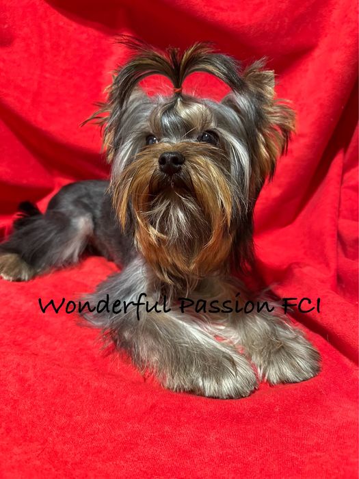 York, Yorkshire terrier FCI ZKwP
