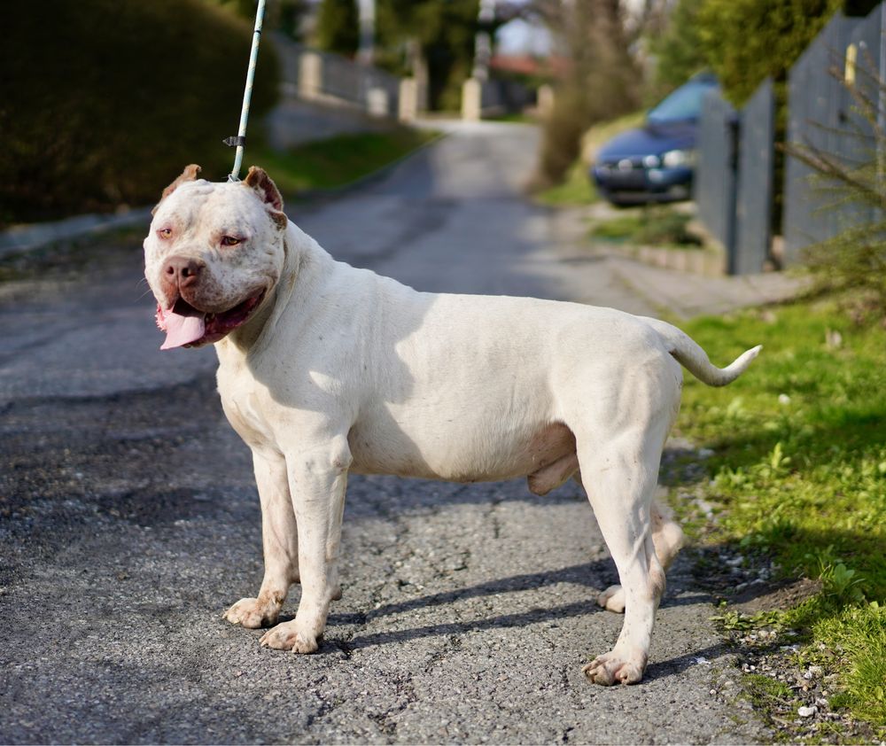 Reproduktor American Bully XL