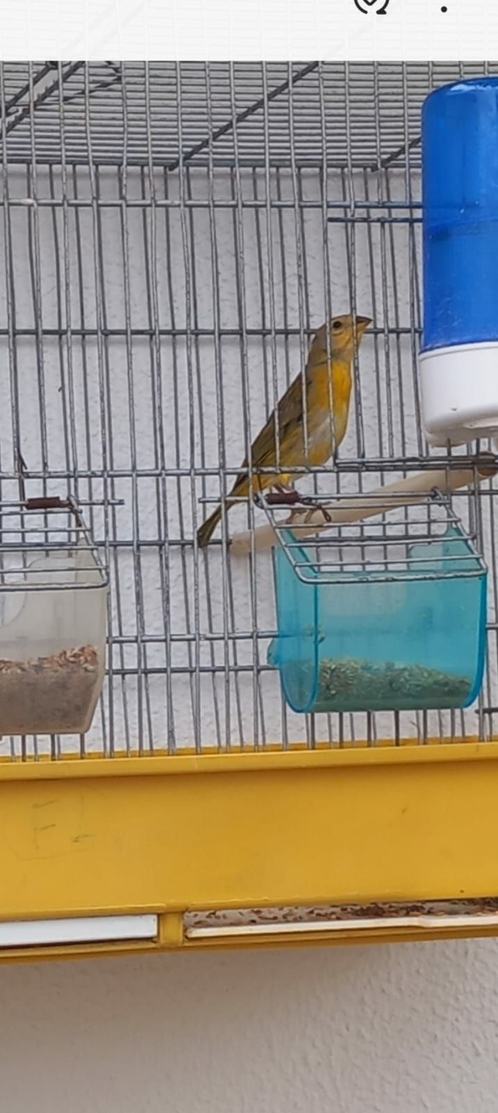 Canario da terra venda