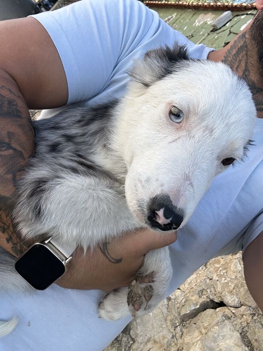 Excelente Menino border collie 3 meses merle