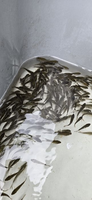 Ryby do stawu, Amur, Tołpyga, Karp Królewski i Pełnołuski