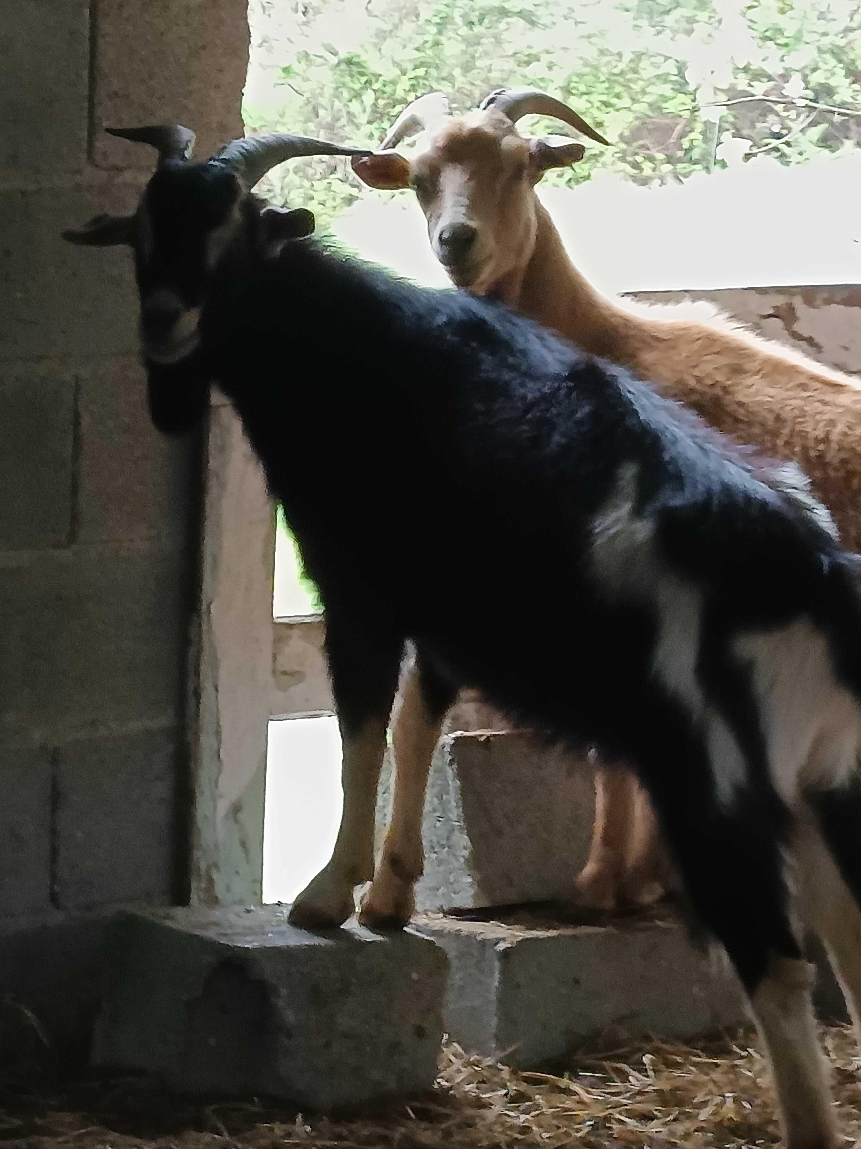 Chibo 10 meses bom para cobrição