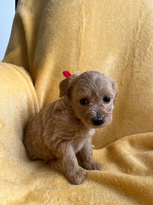 Maltipoo - hybryda maltańczyk i pudel toy