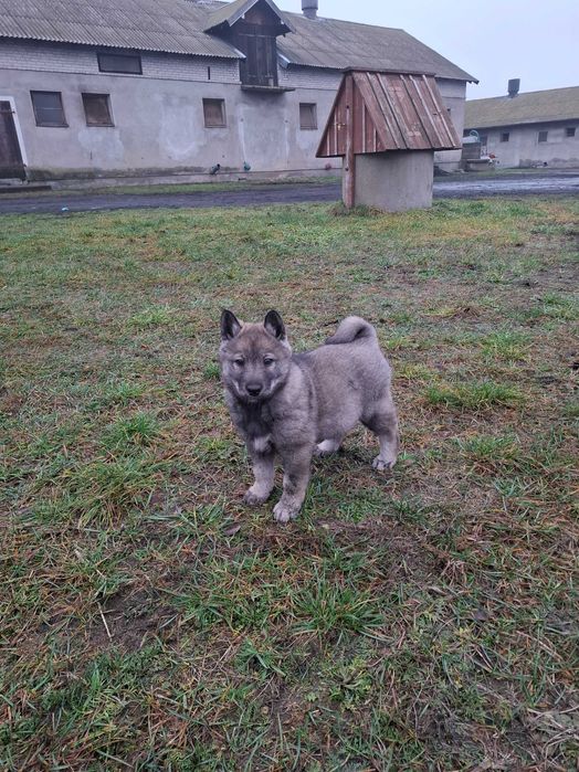 Łajki zachodniosyberyjske