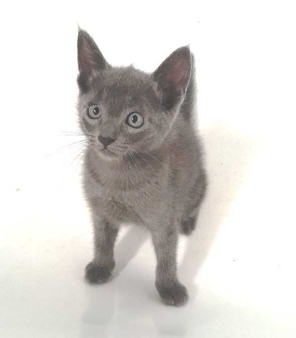 Lindo gatinho Azul  RESERVADO