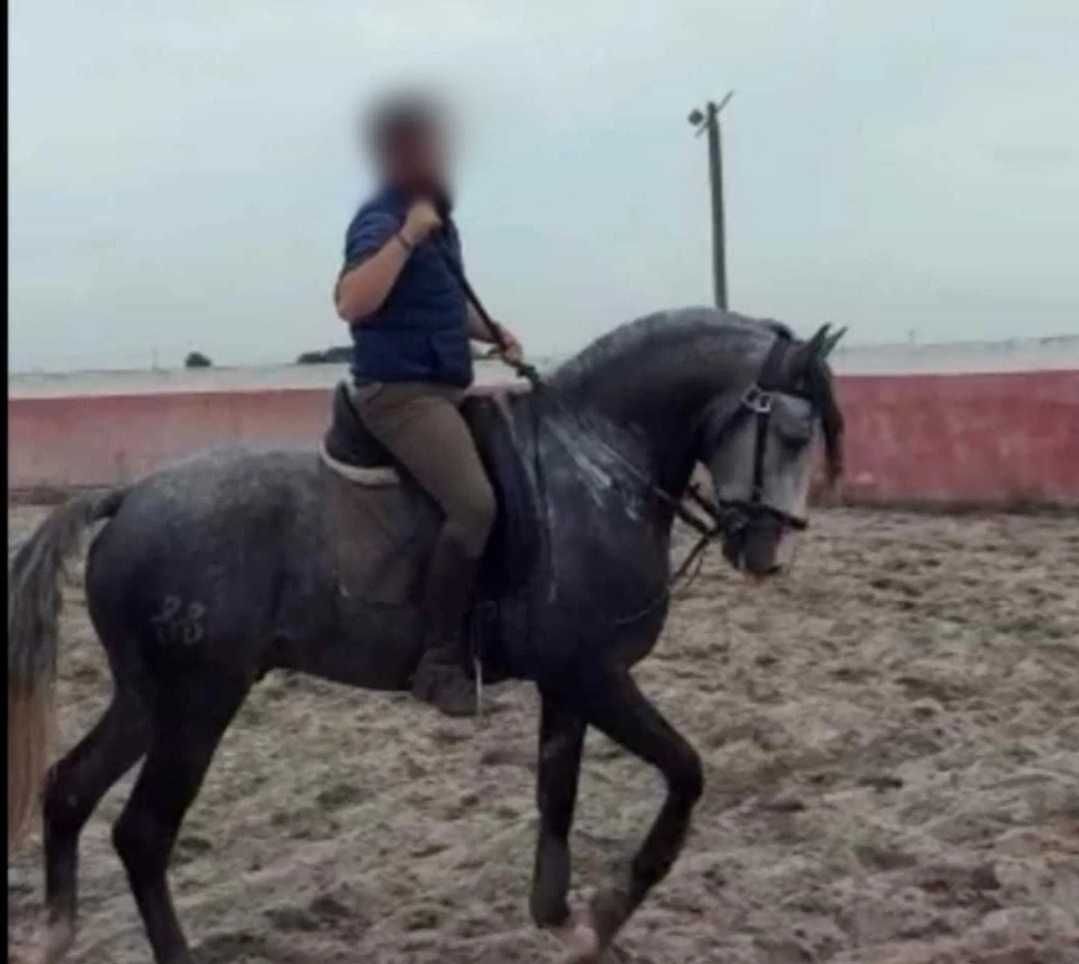 Lusitano  Puro neto do Pagode