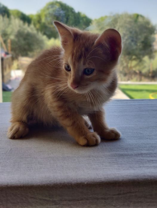 OFERTA. 3 gatinhos para oferecer 2x machos e uma fêmea
