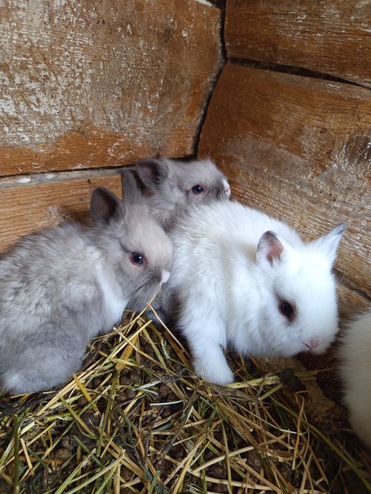 Декоративні кролики