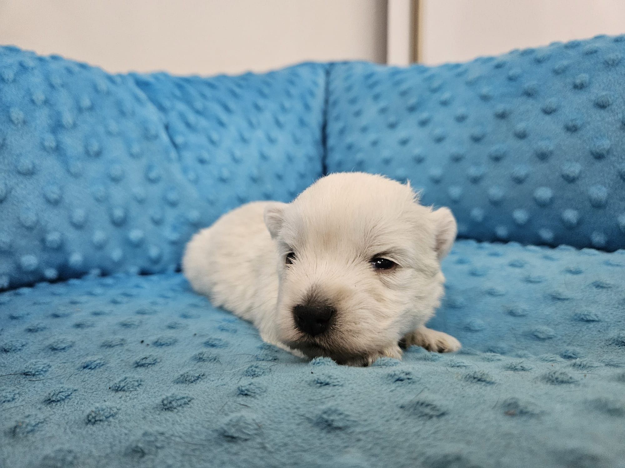 West Highland white terrier