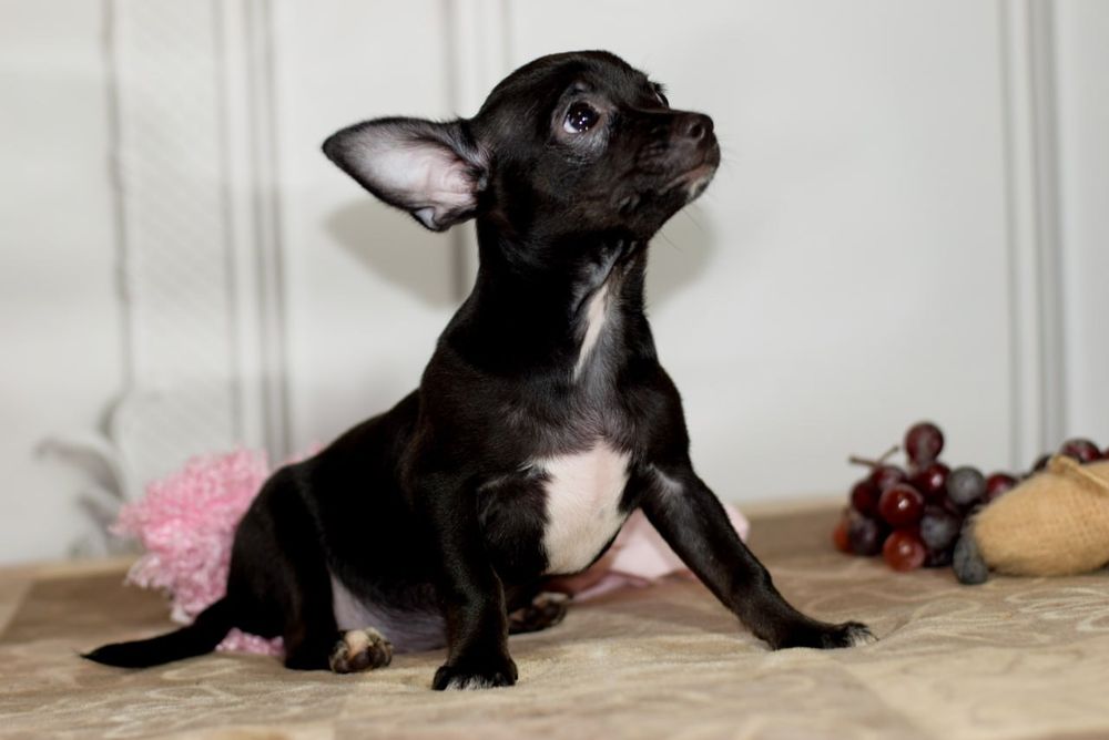 Девочка чихуахуа