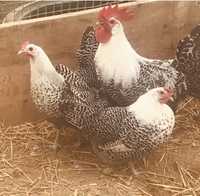 Kury ozdobne - jaja lęgowe i kurczaki