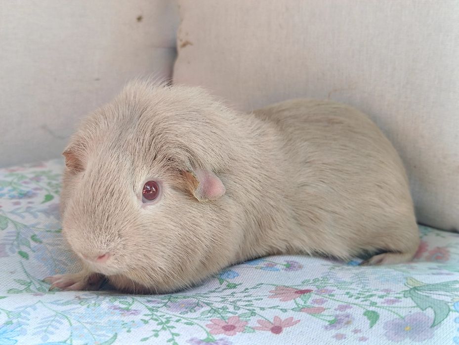 Para świnki morskie ,cavia domowa , świnka morska