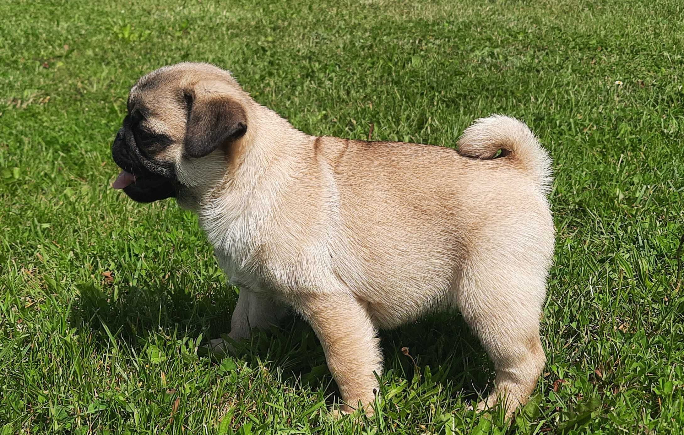 Mops suczka szczeniak Swiętokrzyskie