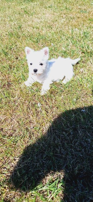West Highland White Terrier