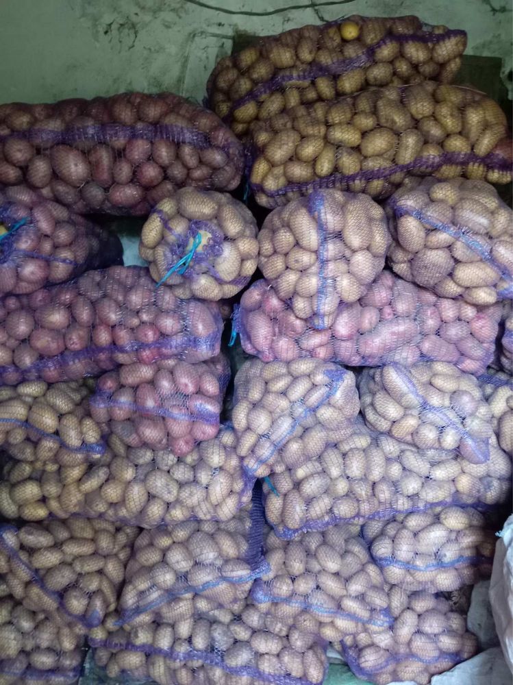 Продам картоплю. Картопля різних сортів Сумська обл. Роменський район