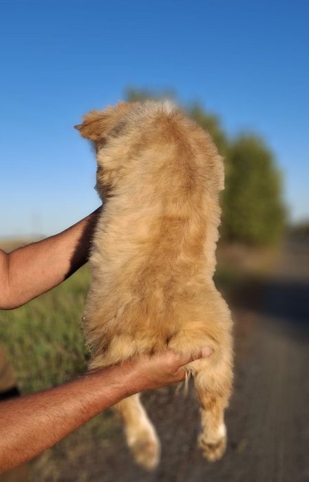 Вельш Коргі Пемброк