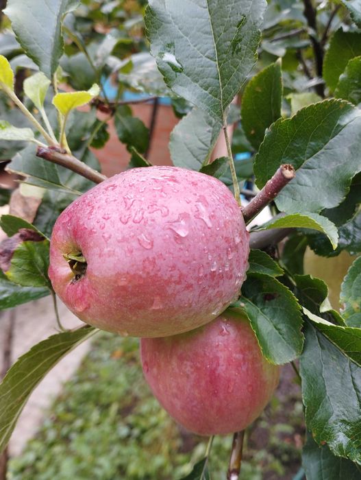 Яблоки зимнего сорта сочные сладкие