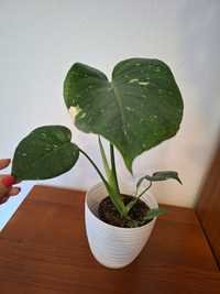 Monstera thai constellation