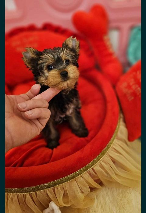 Yorkshire Terrier Macho