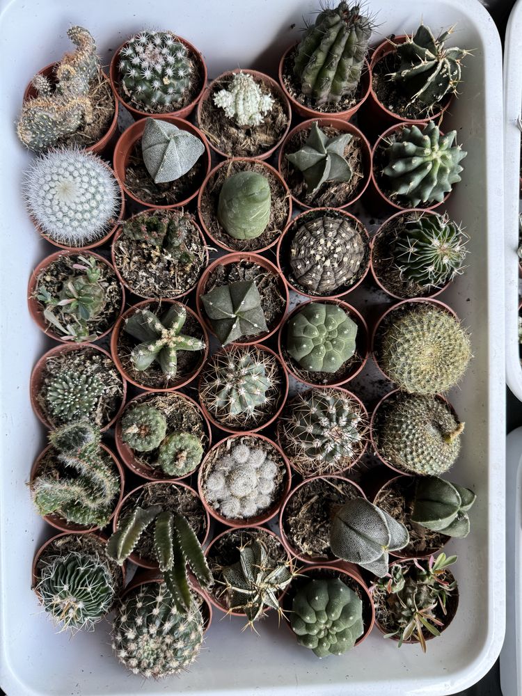 Cactus кактус кактуси сукуленти succulent