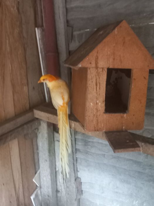 Bażanty ozdobne królewskie banalne diamentowe