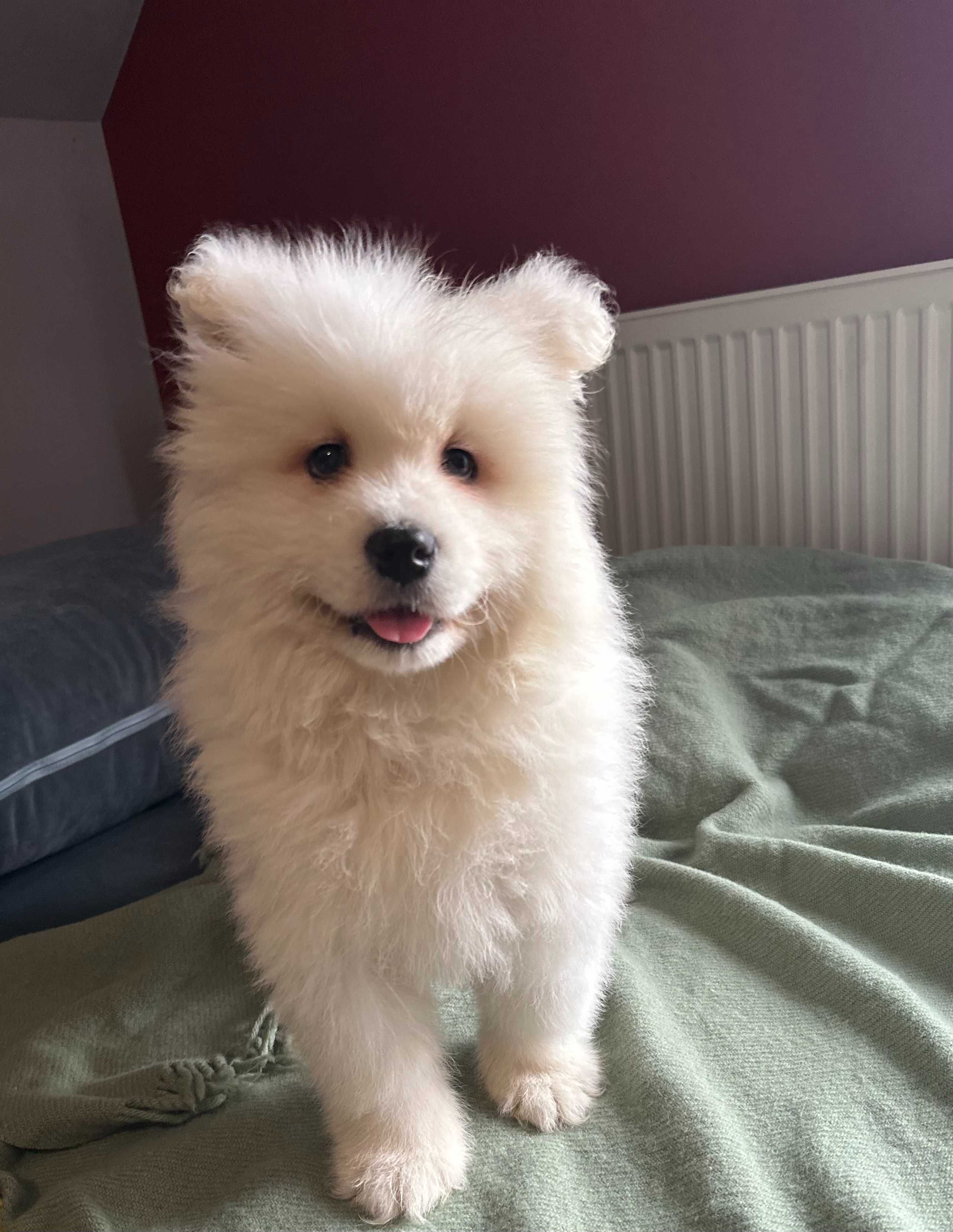 Samoyed / Samojed suczka