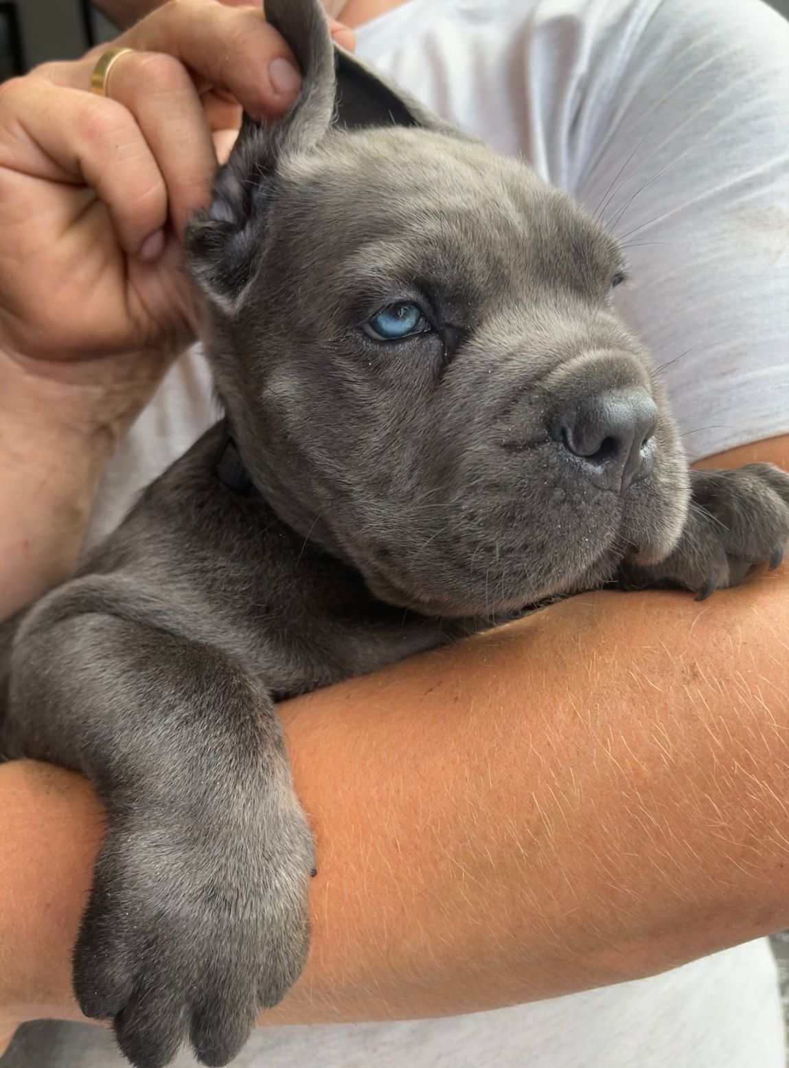 Cane Corso mocny pies