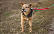 Urocza Irga do adopcji! Do oddania